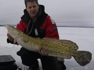 Ontario Record Burbot (Ling or Ling cod) and To Be Submitted To The IGFA