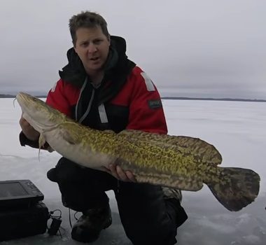 Ontario Record Burbot (Ling or Ling cod) and To Be Submitted To The IGFA