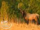Colorado Elk Herd in the Crosshairs