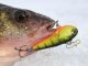 Salmo's Chubby Darter Targets Winter Panfish