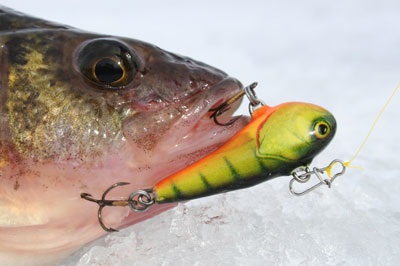 Salmo's Chubby Darter Targets Winter Panfish