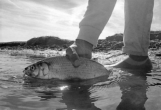 Shad Fishing on the St. Johns River