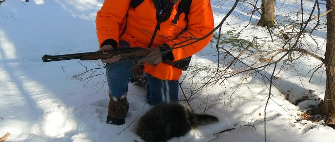 The Great Porcupine Hunt