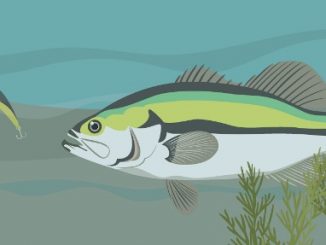 Do Fish See Line- Decoding Research and Manufacturer Claims 1