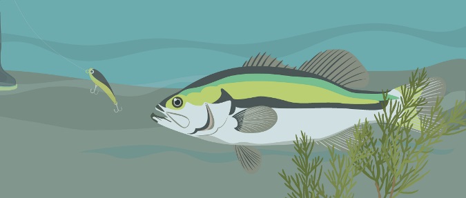 Do Fish See Line- Decoding Research and Manufacturer Claims 1