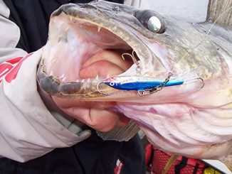 How To Use the Jigging Rap for Walleyes