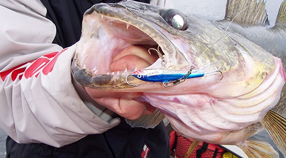 How To Use the Jigging Rap for Walleyes