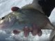 Jason Mitchell Outdoors Television - Crappies we catch on Lake Oahe