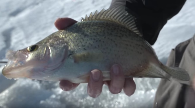 Jason Mitchell Outdoors Television - Crappies we catch on Lake Oahe