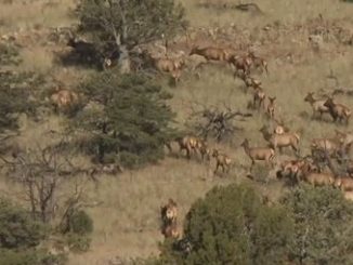 RMEF Surpasses 7 Million Acre Conservation Milestone