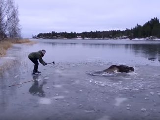 Saving A Moose From The Ice In Sweden