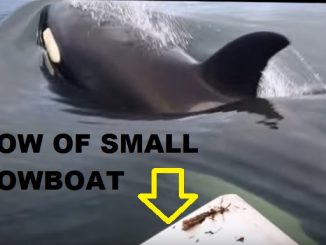 What Happens When You And Your Buddies Are Crabbing And An Orca Stops By