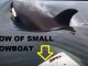 What Happens When You And Your Buddies Are Crabbing And An Orca Stops By