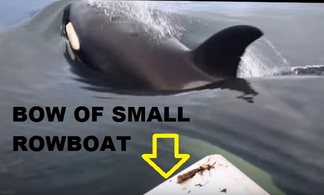 What Happens When You And Your Buddies Are Crabbing And An Orca Stops By