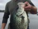 4 Pound 8 Ounce Record Crappie Landed