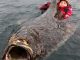 7ft Atlantic Halibut Caught Off Norway, Angler Needed A Bigger Boat