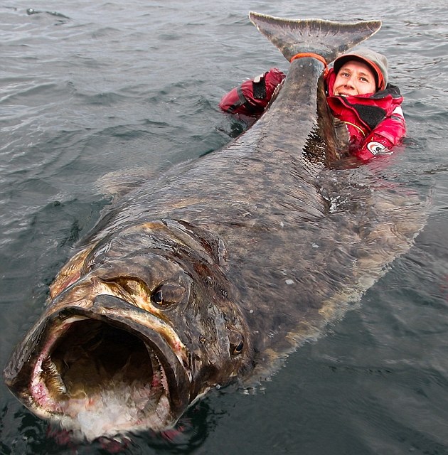 7ft Atlantic Halibut Caught Off Norway, Angler Needed A Bigger Boat