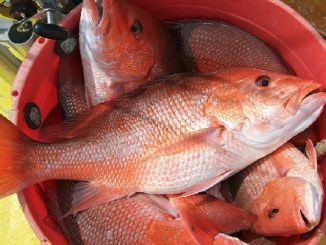 Chris Blankenship on Mission for Better Red Snapper Plan