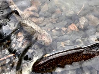 Coho Return to Oregon's Grande Ronde