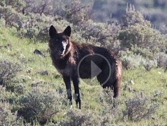 DC Court Rules in Favor of Wyoming Wolf Delisting