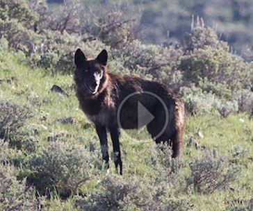 DC Court Rules in Favor of Wyoming Wolf Delisting