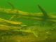 Engbretson Underwater Photography-Secret Life of Walleyes