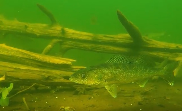 Engbretson Underwater Photography-Secret Life of Walleyes