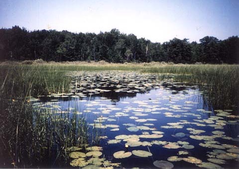 Executive Order Could Halt Progress on Reversing Wetlands Loss 