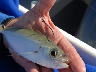 Fish Live Bait Like a Pro: Part One