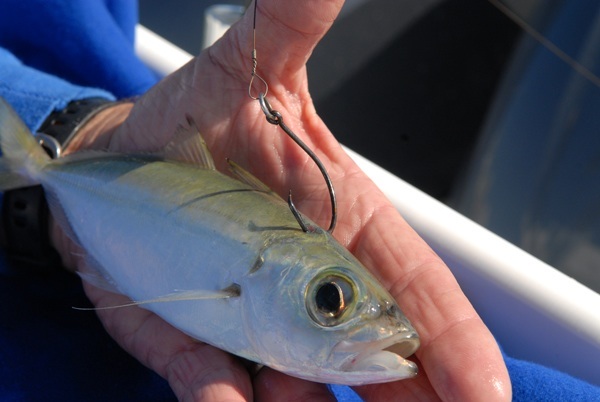 Fish Live Bait Like a Pro: Part One