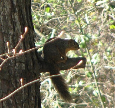 Squirrel Season: From the Donut Shop#12