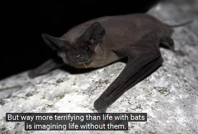 Going Batty Over Bats - white-nose syndrome
