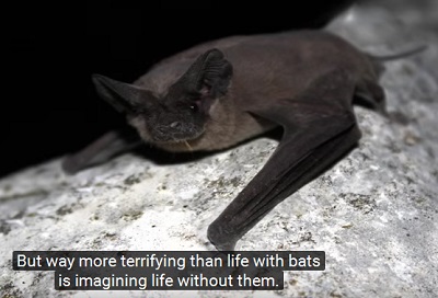 batty