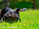 Grassland wildlife habitat in Texas and Oklahoma get boost from federal funding