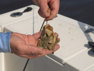 How To Handle The First Stripers of Spring