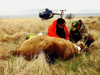 Kodiak Brown Bears Thrive on Sitkalidak Island