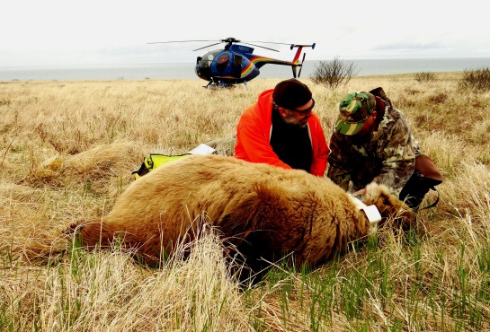 Kodiak Brown Bears Thrive on Sitkalidak Island