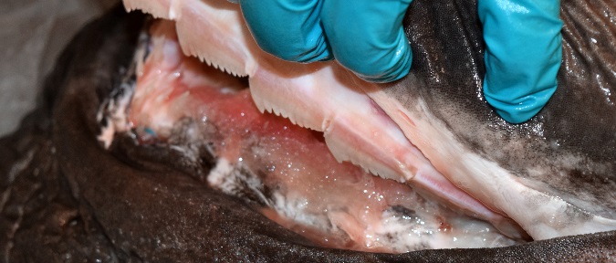 Revealing the Unknowns of an Unusual Catch, a Sixgill Shark