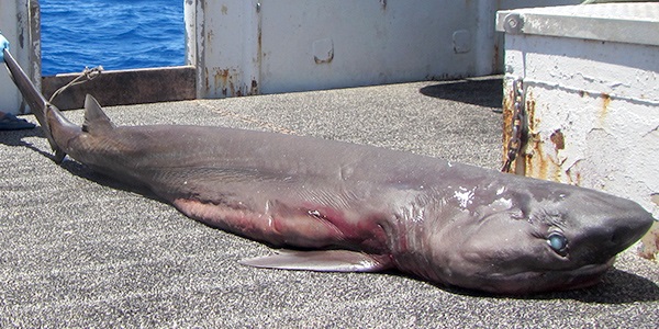 Revealing the Unknowns of an Unusual Catch, a Sixgill Shark