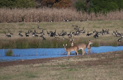 Spot waterfowl from a warm car at Merkle Wildlife Sanctuary