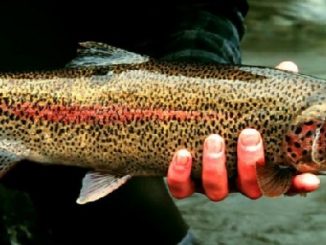 Spring Trout Strategies That Work