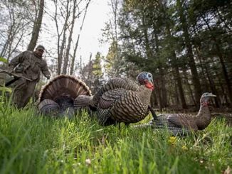 Strut To A New Avian-X Jake Turkey Decoy