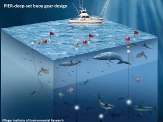 Swordfish Fishery Fetches a Higher Market Price Through Innovation