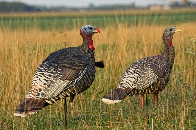 Turkey Decoy Strategies-Ten questions with expert turkey hunter, Matt Morrett
