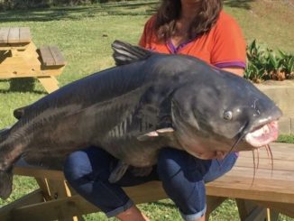 113.8-pound catfish caught on Lake Moultrie