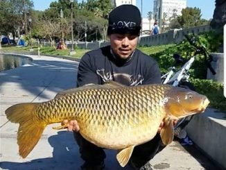 50-Pound Carp In The Middle Of Los Angeles