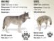 ASK RMEF - How to Tell a Wolf vs a Coyote