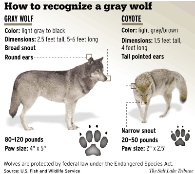 ASK RMEF - How to Tell a Wolf vs a Coyote