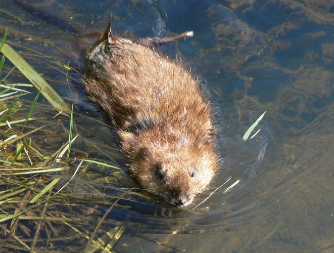 Become a Better Hunter by Watching Wildlife- Starting in Your Own Backyard