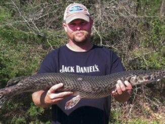 Bowfisherman Catches Arkansas Record Spotted Gar